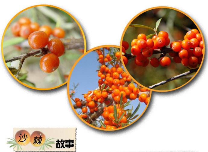 沙棘故事.jpg